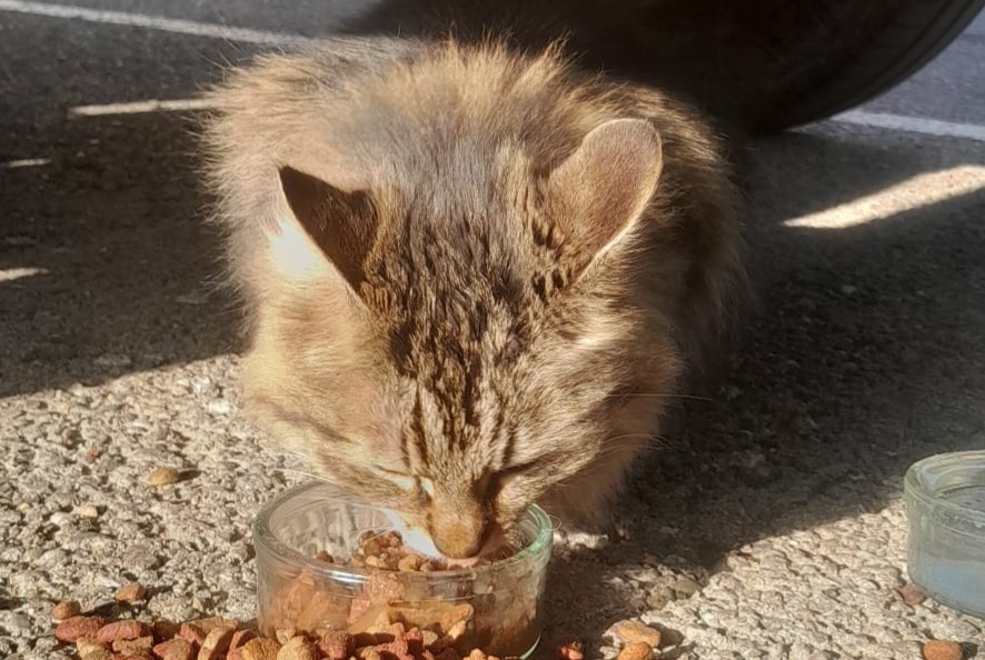 Alerta descoberta Gato Desconhecido Nîmes France