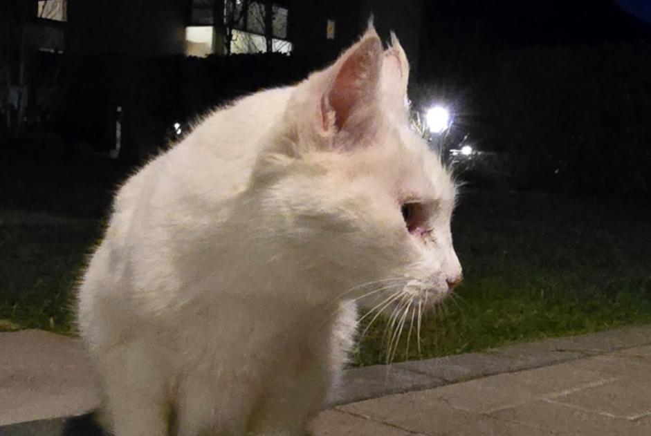 Alerta descoberta Gato Fêmea Martigny Switzerland