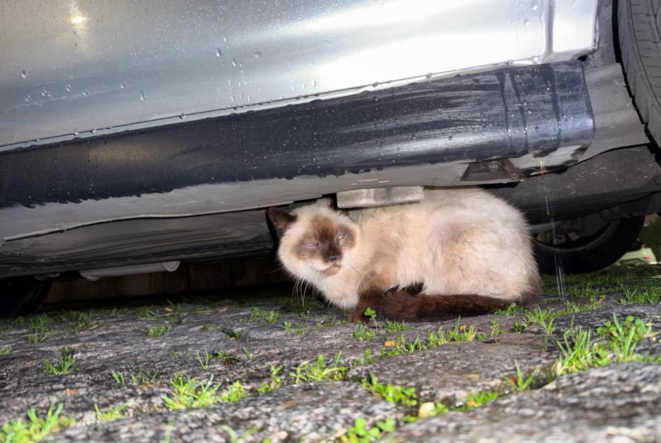 Alerta descoberta Gato  Desconhecido , 3 anos Porto Portugal