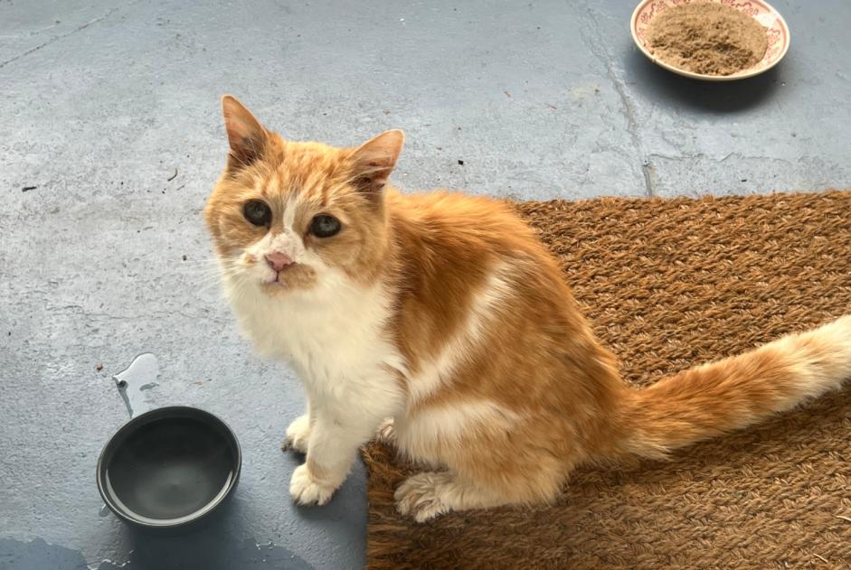 Alerta descoberta Gato Desconhecido Rennes France