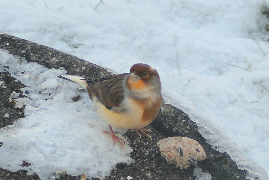 Alerta descoberta Pássaro Desconhecido Bulle Switzerland